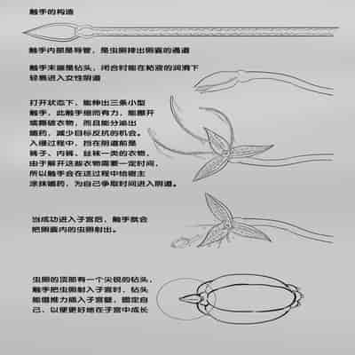 [skyzen] 寄生虫系列 [Chinese]